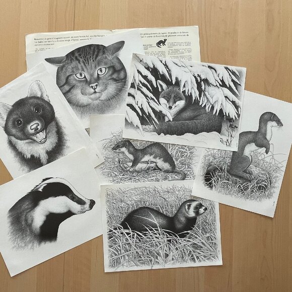 Vintage Illustrations of Small Wild Carnivores Found in France - Picture 1 of 9